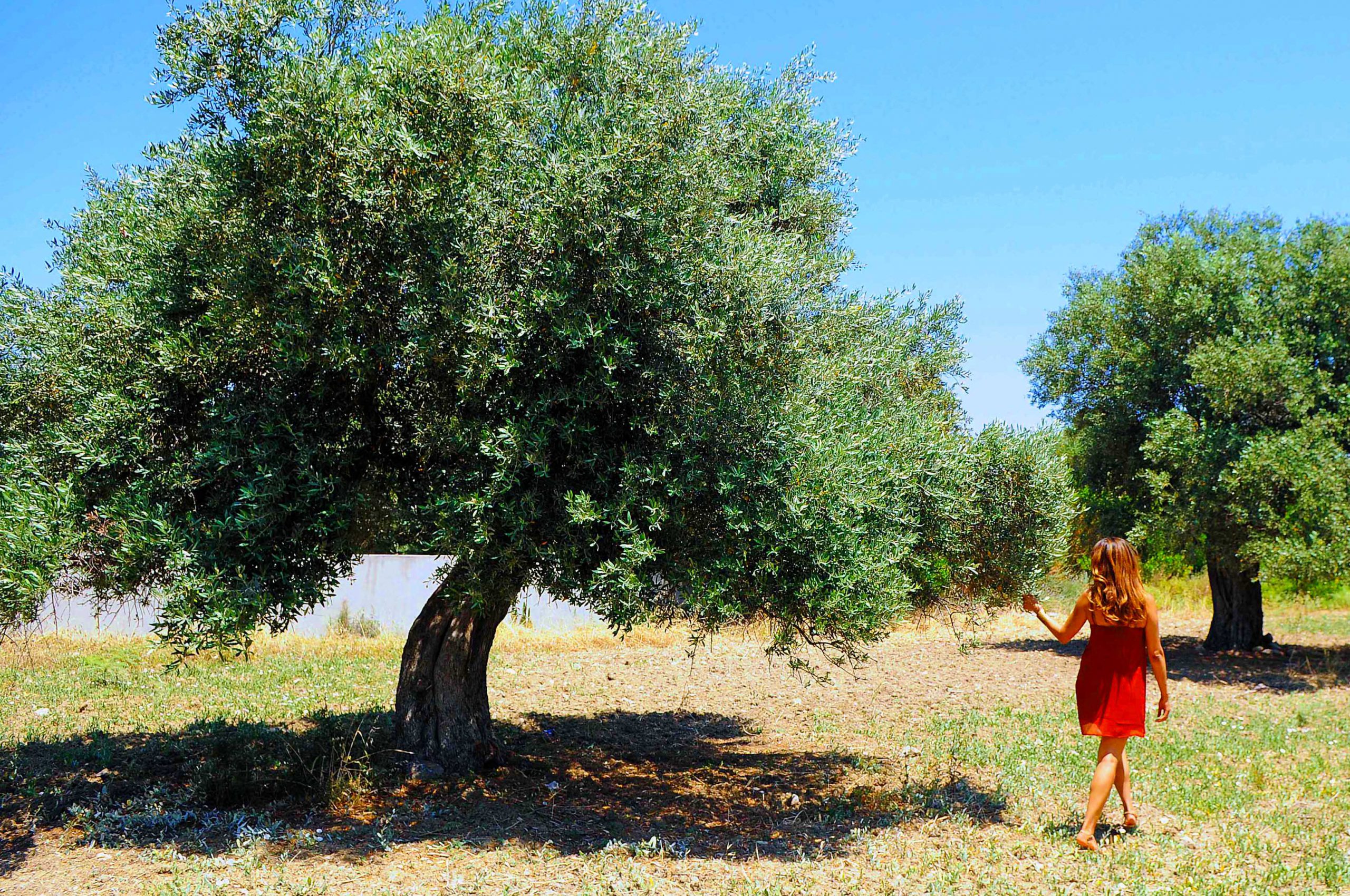 Olive Tree in Cyprus